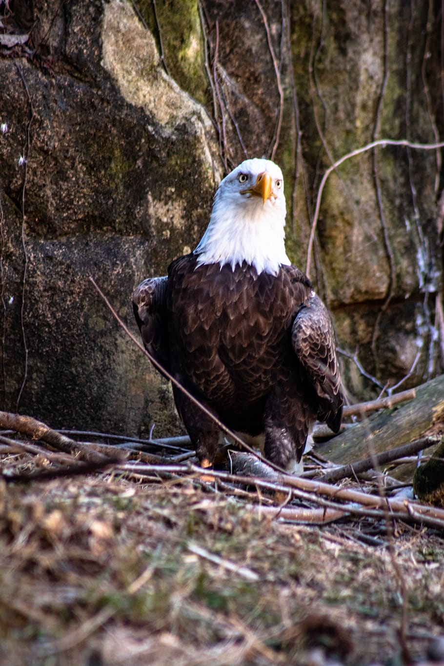 bird, eagle, animal, bald eagle, memphis zoo, memphis, tn, usa HD wallpaper