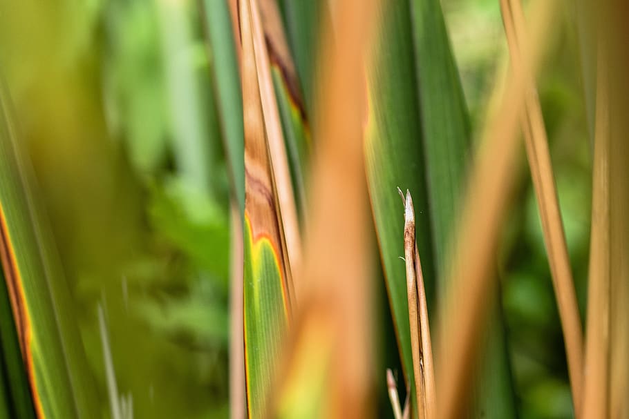 grass, vibrant, summer, closeup, sharp, green, yellow, orange HD wallpaper