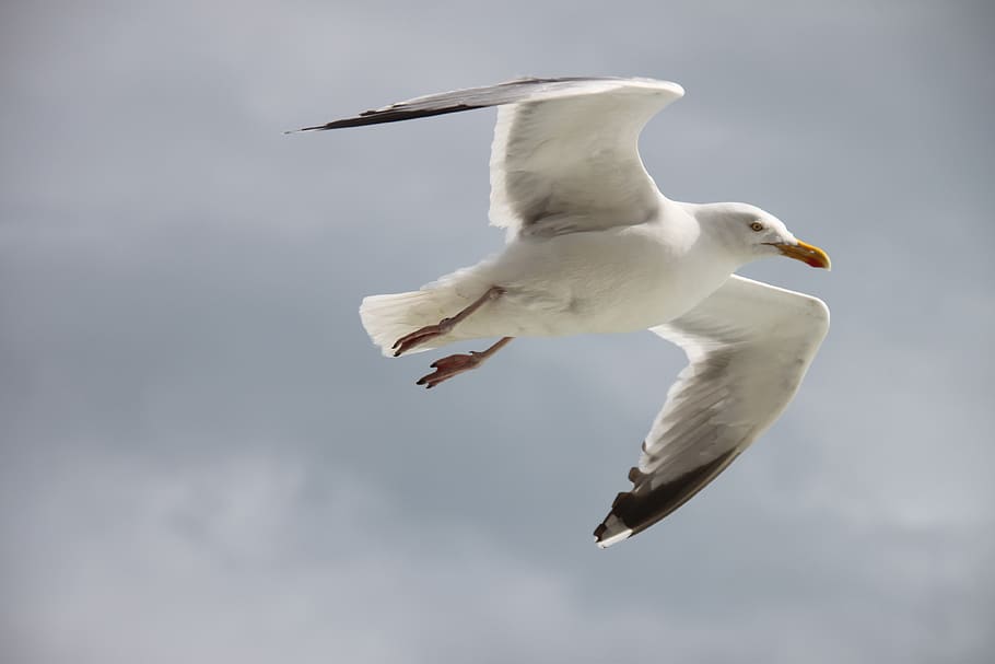 bird, seagull, flight, nature, animal themes, animals in the wild HD wallpaper