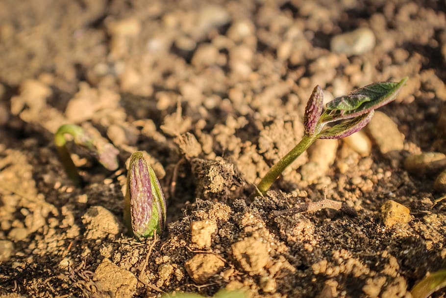 plan, sowing, seedling, gardening, nature, close-up, beginnings HD wallpaper