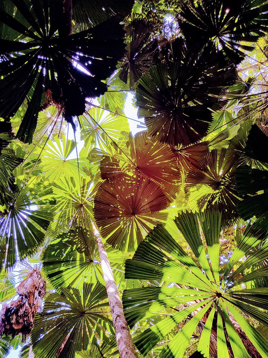 australia, daintree rainforest, palms, tropical, growth, plant