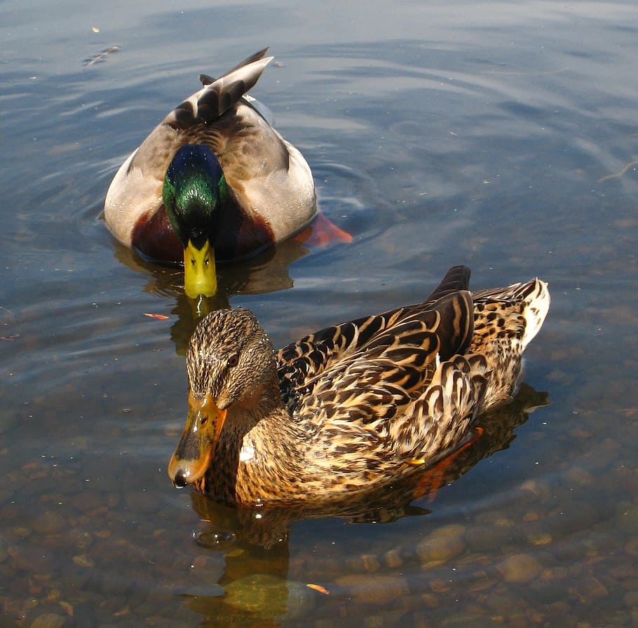 river, lake, water, duck, bird, animal, nature, animal themes HD wallpaper