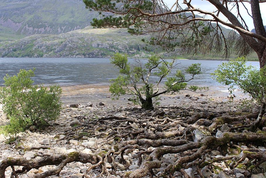 loch ness, tree, root, bank, stable, water, plant, beauty in nature HD wallpaper