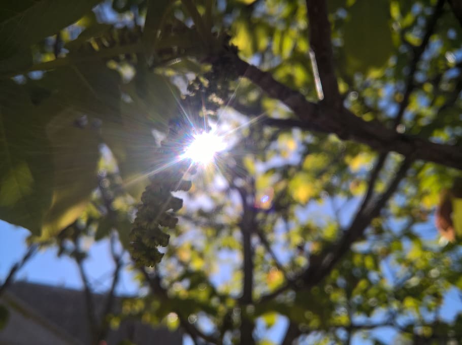 light, sunlight, nature, garden, day, low angle view, plant HD wallpaper