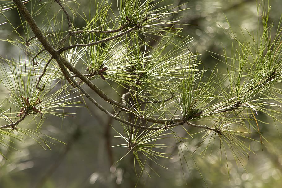 plant, tree, conifer, larch, pine, nature, outdoors, sunshine HD wallpaper