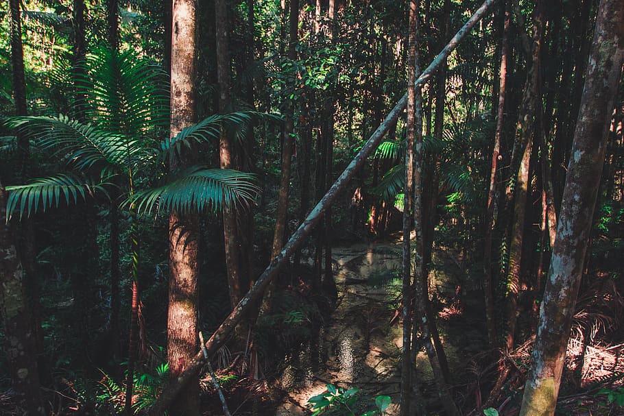 australia, fraser island, rainforest, palmtrees, palm trees, HD wallpaper