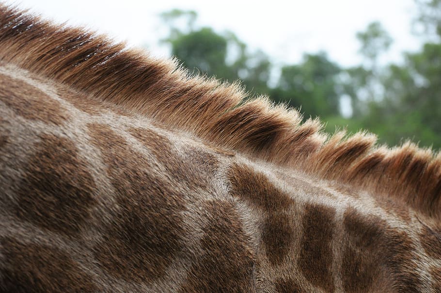 brown giraffe neck during daytime, animal, china, mammal, hainan, HD wallpaper