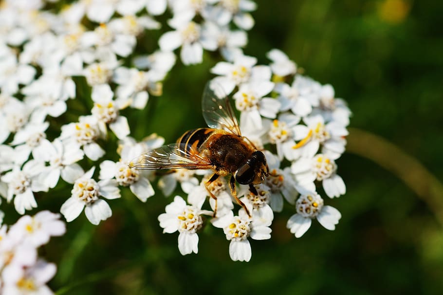 Brown and Black Honey Bee on White Flower Near Green Plants during Daytime HD wallpaper