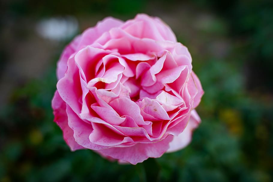 rose, rose bloom, close up, macro, flower, pink, violet, love HD wallpaper