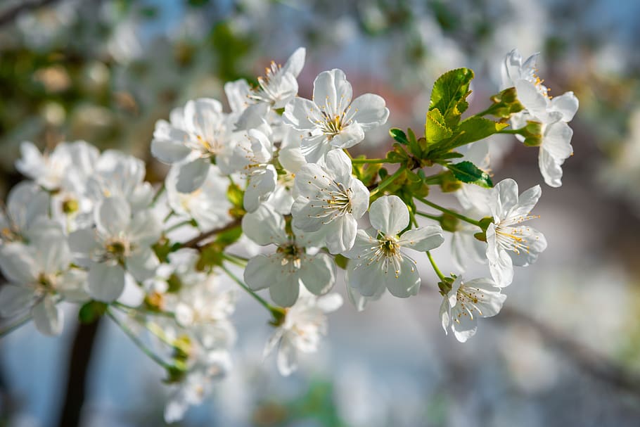 cherry blossom, spring, bloom, cherry tree, branch, white, flower HD wallpaper
