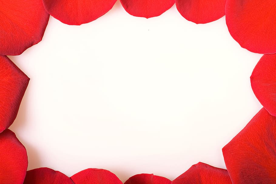 con2011, rose, frame, red, copy space, paper, blank, backgrounds HD wallpaper