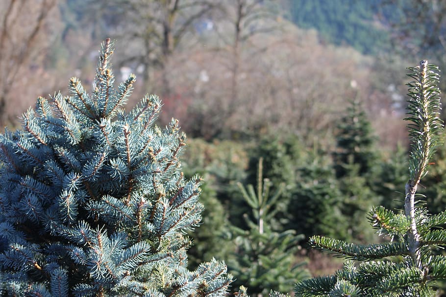 plant, growth, tree, nature, focus on foreground, beauty in nature HD wallpaper