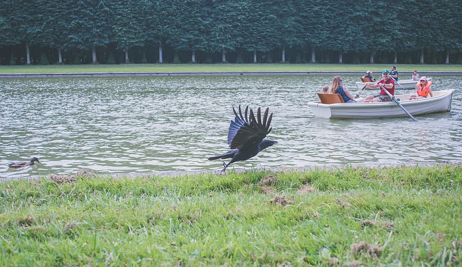 france, versailles, water, animal themes, animals in the wild HD wallpaper