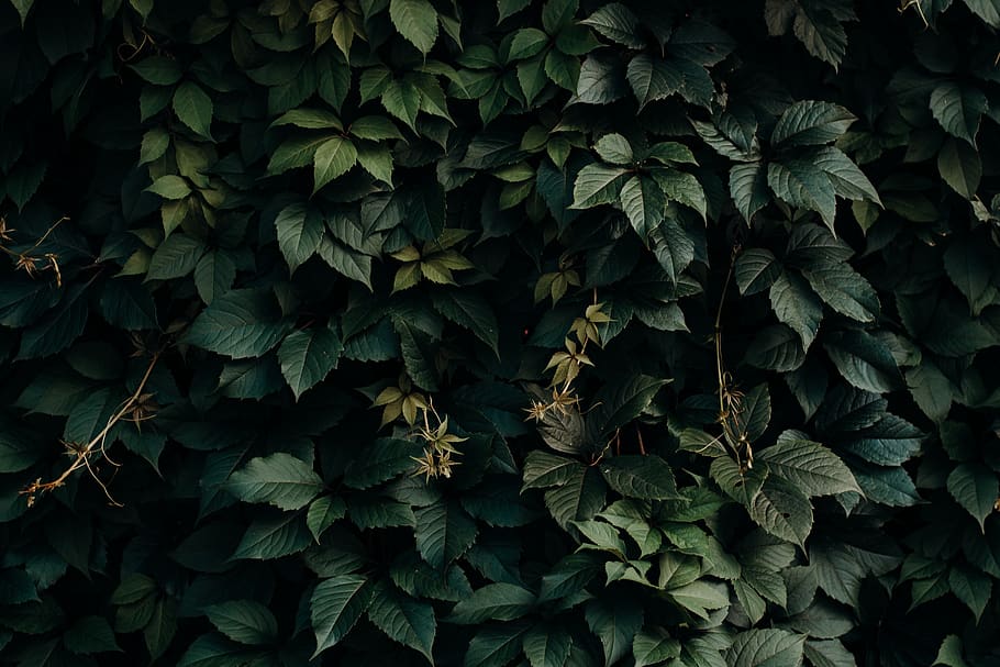 green leafed plant, growth, plant part, full frame, green color HD wallpaper
