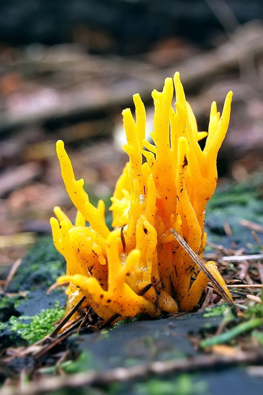mushroom, yellow, close-up, flower, plant, beauty in nature HD wallpaper