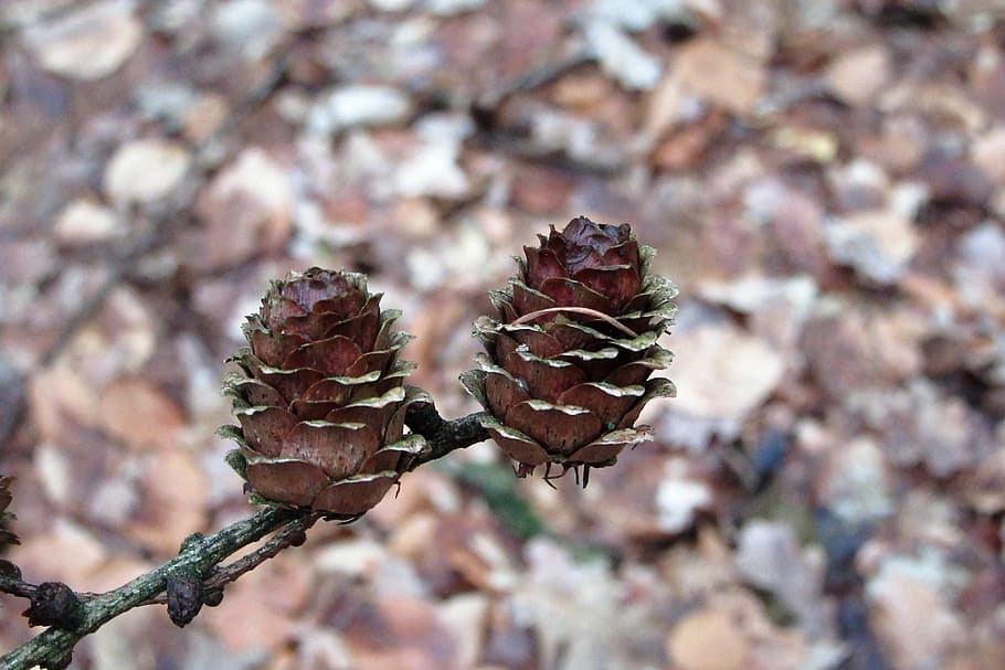 european larch, pinecone, small, tree, forest, branch, sprig, HD wallpaper