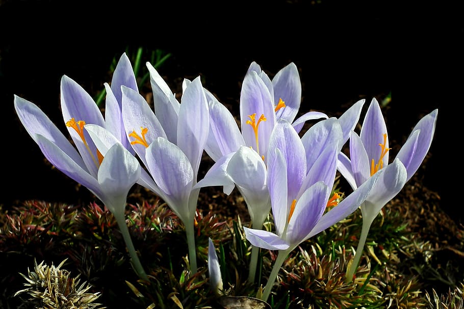 crocus, flowers, spring, garden, beautiful, nature blooming HD wallpaper