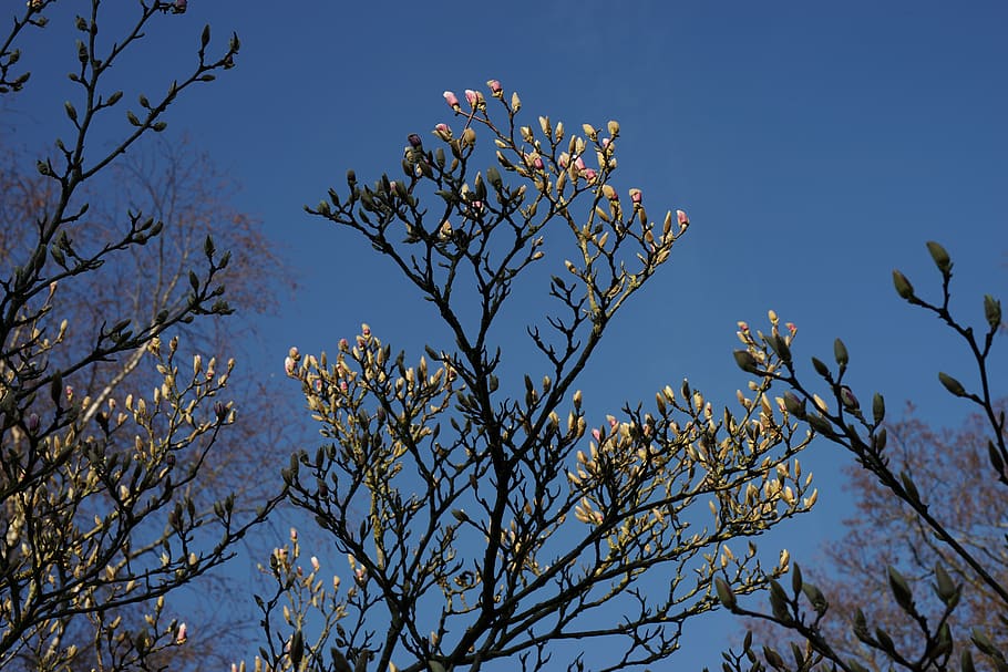 magnolia, bud, spring, nature, pink, plant, tree, branch, close up HD wallpaper