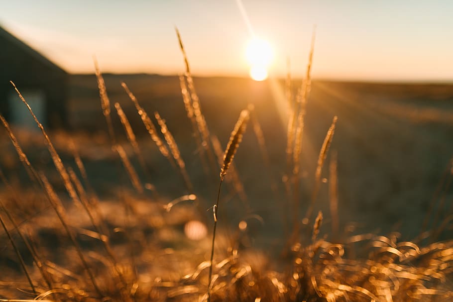 brown grass, plant, sunlight, nature, outdoors, flare, field HD wallpaper