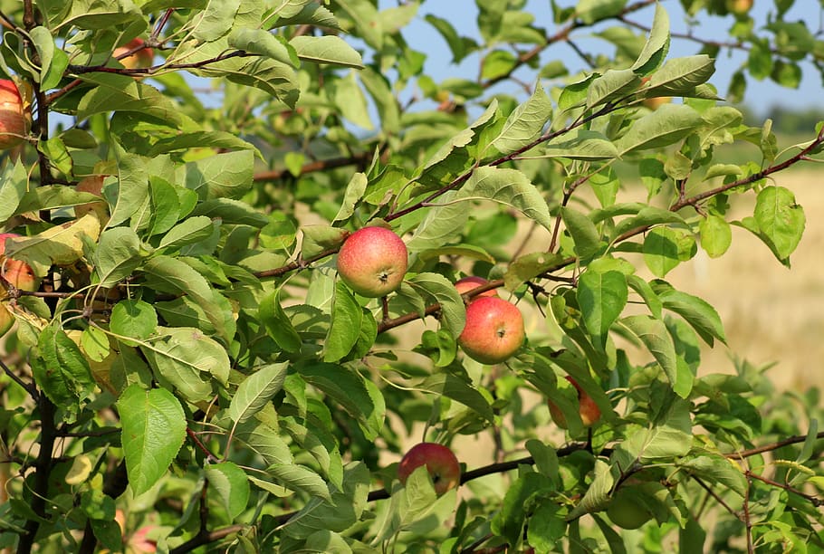 apples, fruit, wild apple, tree, summer, fresh, nature, food and drink HD wallpaper