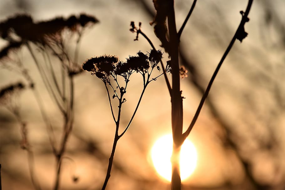 backlighting, mood, plant, dried, fat hen, nature, sunset, abendstimmung HD wallpaper