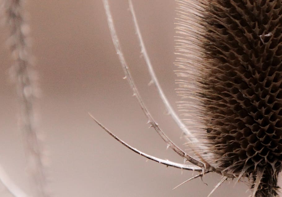 plant, macro, close-up, no people, selective focus, fragility HD wallpaper