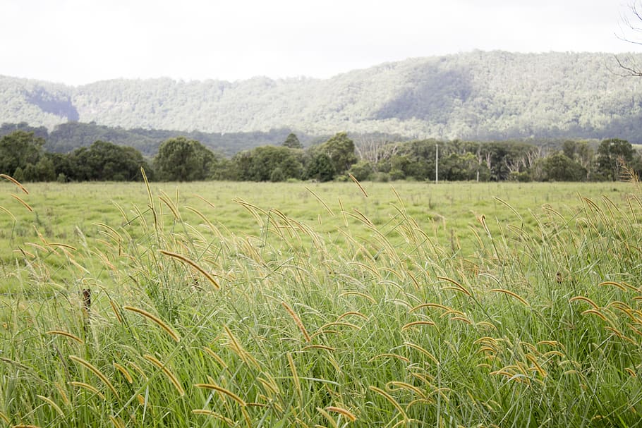 green grass, field, country, mountains, fresh air, flowers HD wallpaper