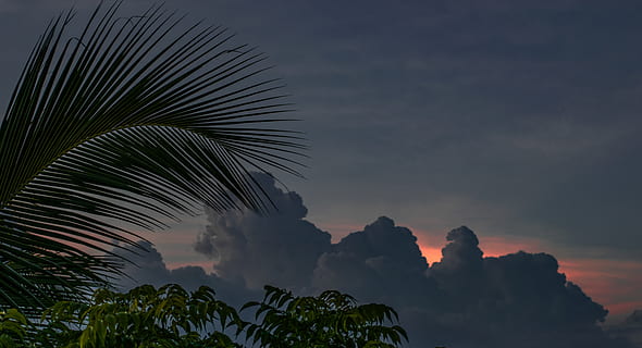 palm tree under cloudy sky, nature, weather, outdoors, cumulus HD wallpaper