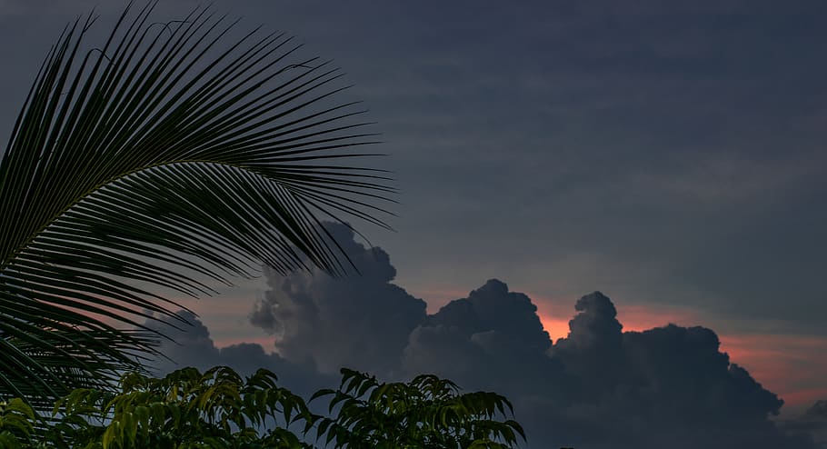 palm tree under cloudy sky, nature, weather, outdoors, cumulus, HD wallpaper