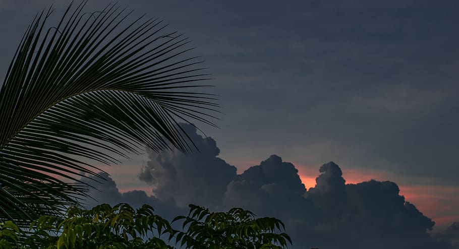 palm tree under cloudy sky, nature, weather, outdoors, cumulus HD wallpaper