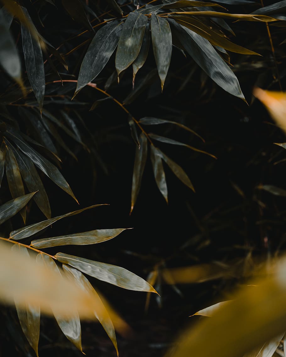 plant, leaf, tree, bamboo, blossom, flower, animal, australia HD wallpaper
