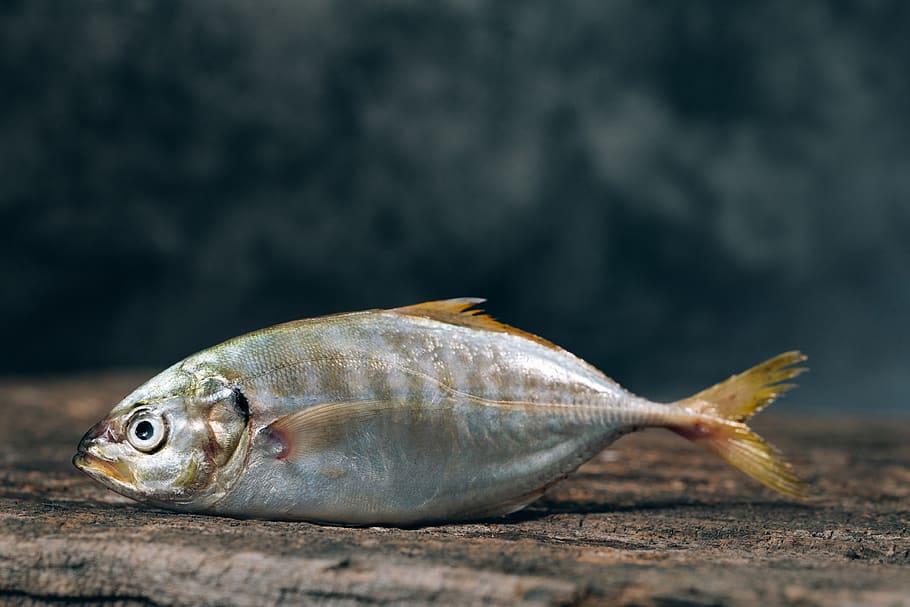 silver fishe, animal, food and drink, vertebrate, seafood, no people HD wallpaper