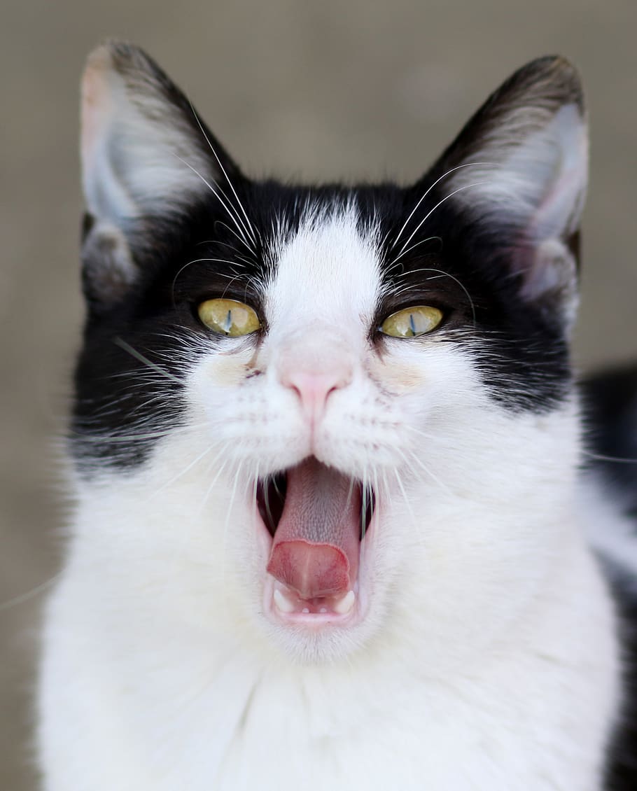 cat, white, black, teeth, language, fur, feline, cute, tamed HD wallpaper