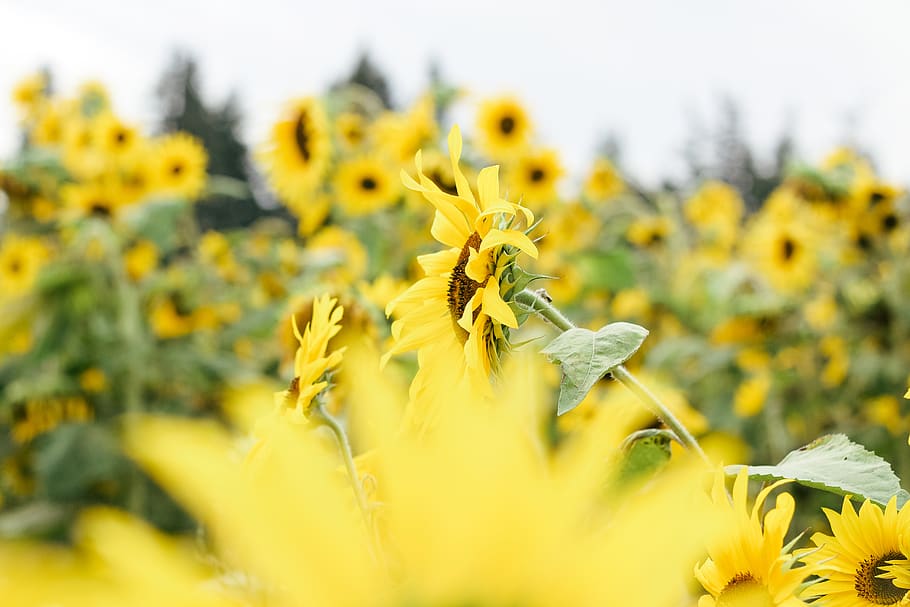 sunflower field, yellow, flowering plant, freshness, fragility HD wallpaper