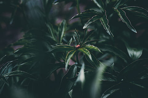 Green-leafed Platns, botanic, bug, close-up, color, dark, dark green HD wallpaper