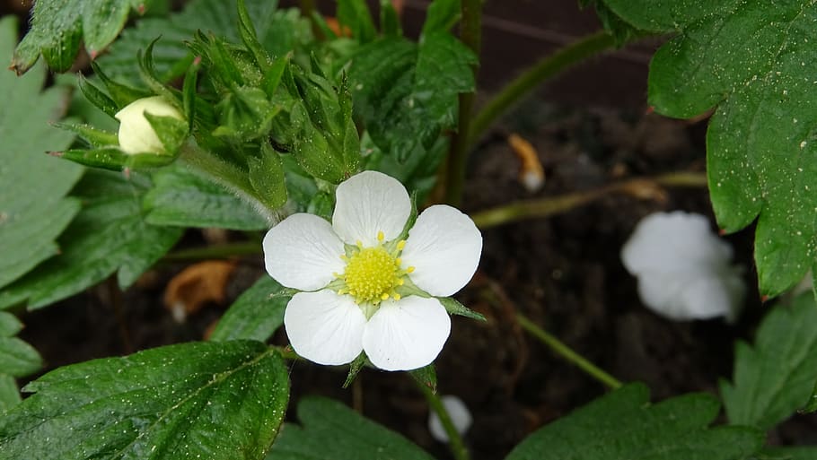flower, strawberry, flowering plant, growth, beauty in nature HD wallpaper