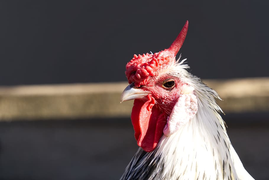 chicken, chickens, comb, red, bill, eye, close up, macro, hamburg silver paint HD wallpaper