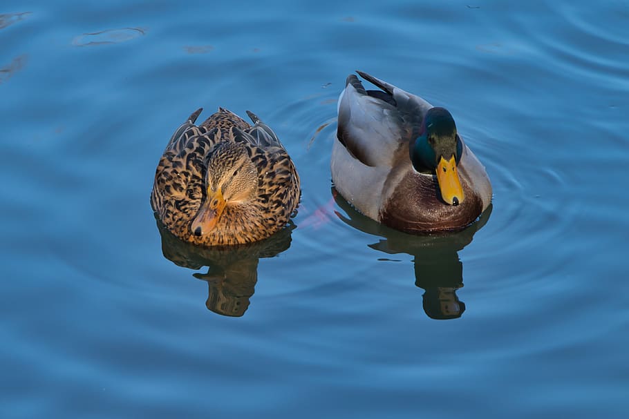 ducks, drake, bird, water, animal wildlife, animals in the wild HD wallpaper