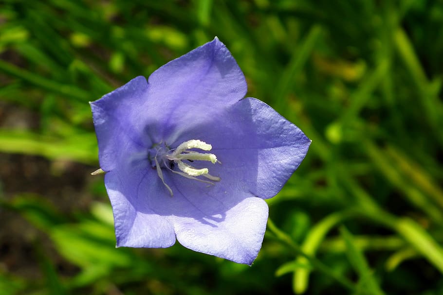 flower, rozwar, blue, closeup, nature, garden, spring, flowering plant HD wallpaper