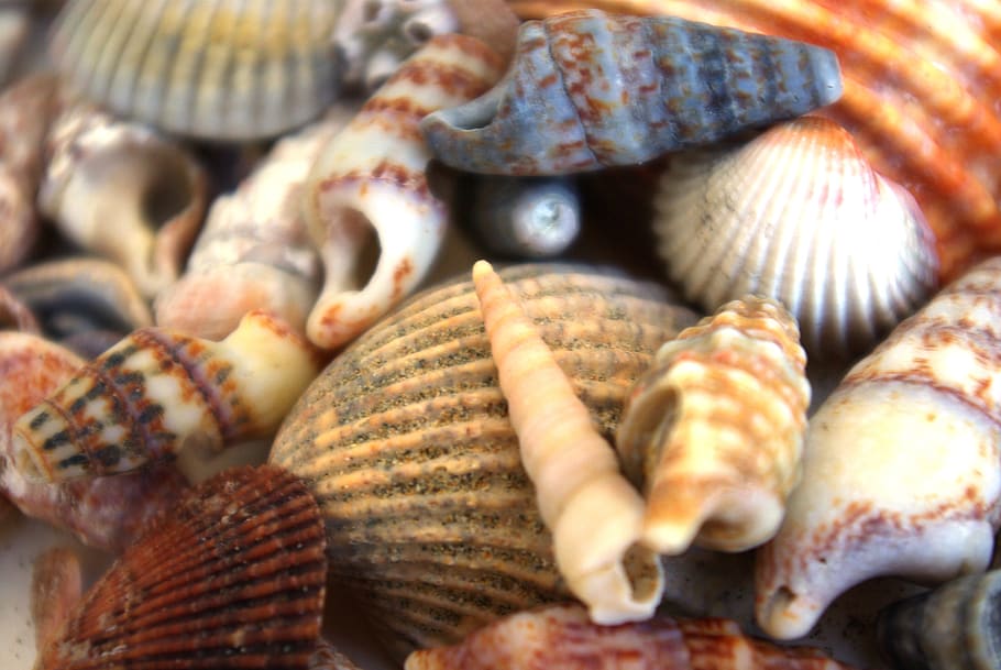shells, animals, holiday, sea, memory, food and drink, freshness HD wallpaper