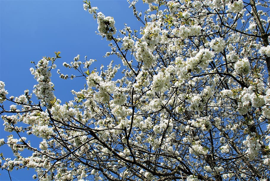 tree, blossom, bloom, white, cherry blossom, sky, blue, branches HD wallpaper