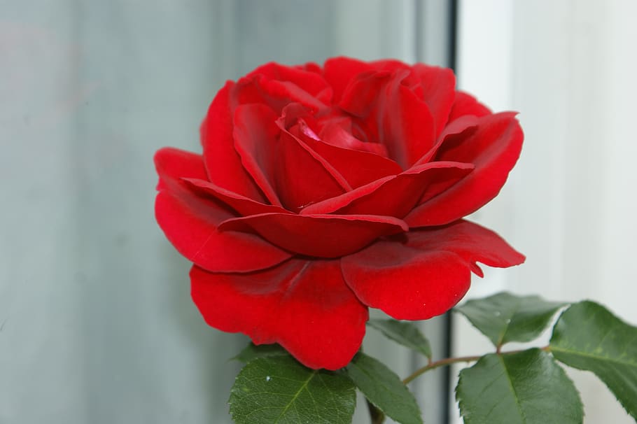 rose, flower, natural, bloom, roses, red, flowers, romantic, HD wallpaper