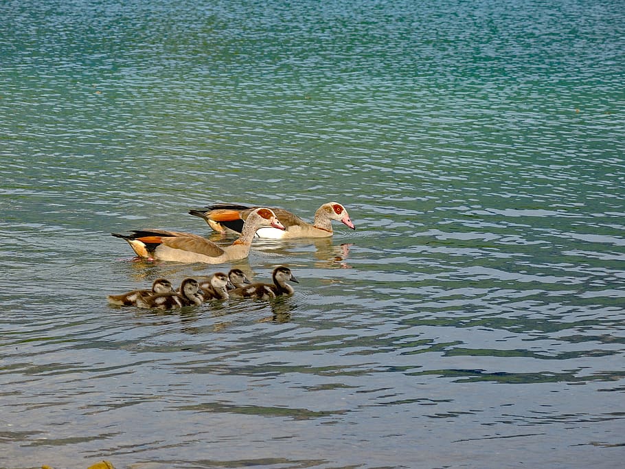 goose, nilgans, water bird, poultry, chicks, attention, duck bird, HD wallpaper