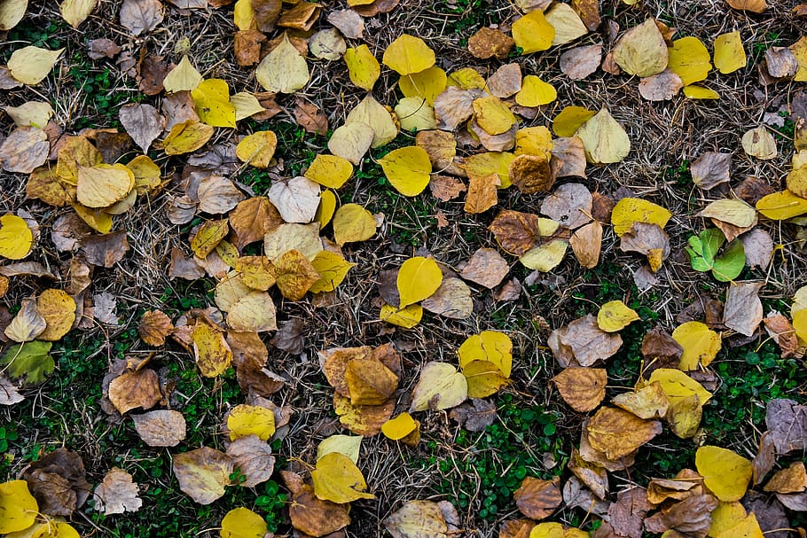 leaves, nature, autum, leaf, plant part, autumn, yellow, change HD wallpaper