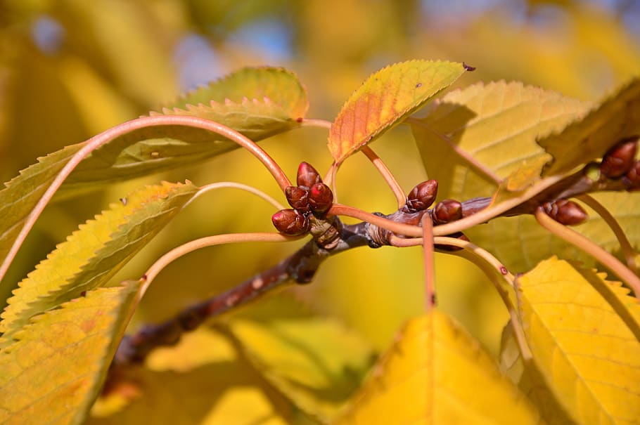 leaves, bud, cherry, flower initial, cherry blossom, branch HD wallpaper