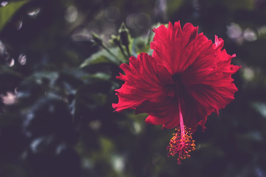 red hibiscus flower, flowering plant, petal, freshness, beauty in nature HD wallpaper