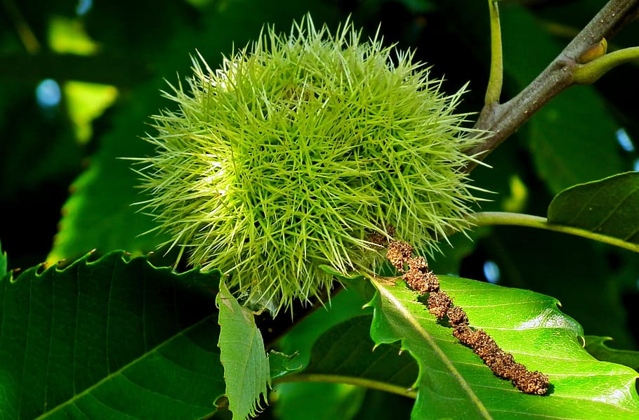 castanea, fruit, maroni, barbed, tree, green, nature, closeup HD wallpaper