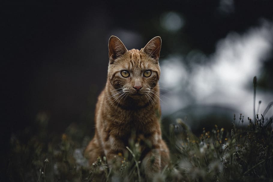orange tabby cat, pet, animal, mammal, manx, grass, nature, abyssinian HD wallpaper