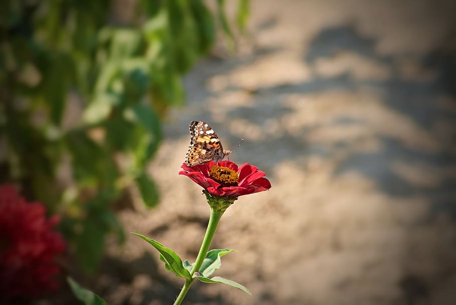 garden, flower, butterfly, insect, flower garden, botanical HD wallpaper