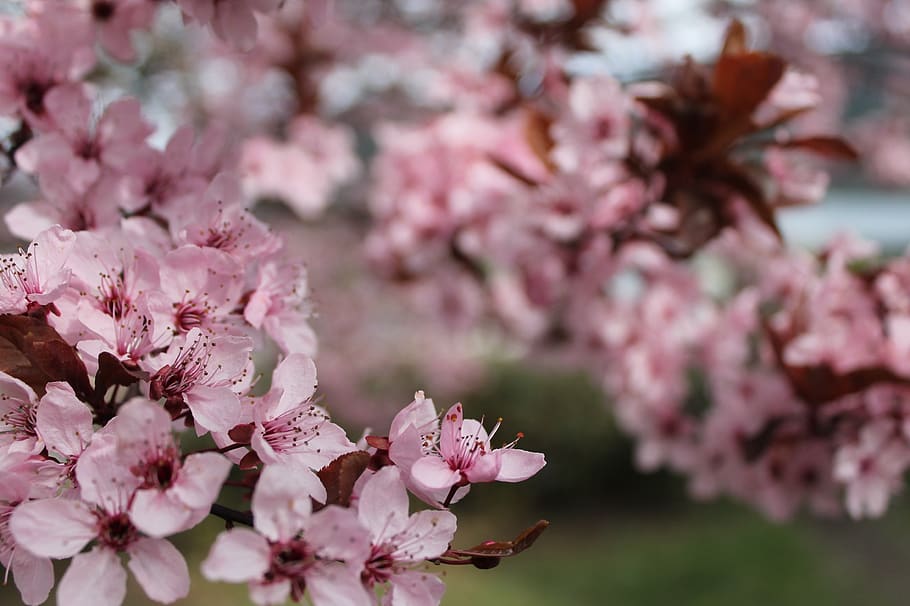 cherry blossom, tree, nature, spring, colorful, flowering plant HD wallpaper